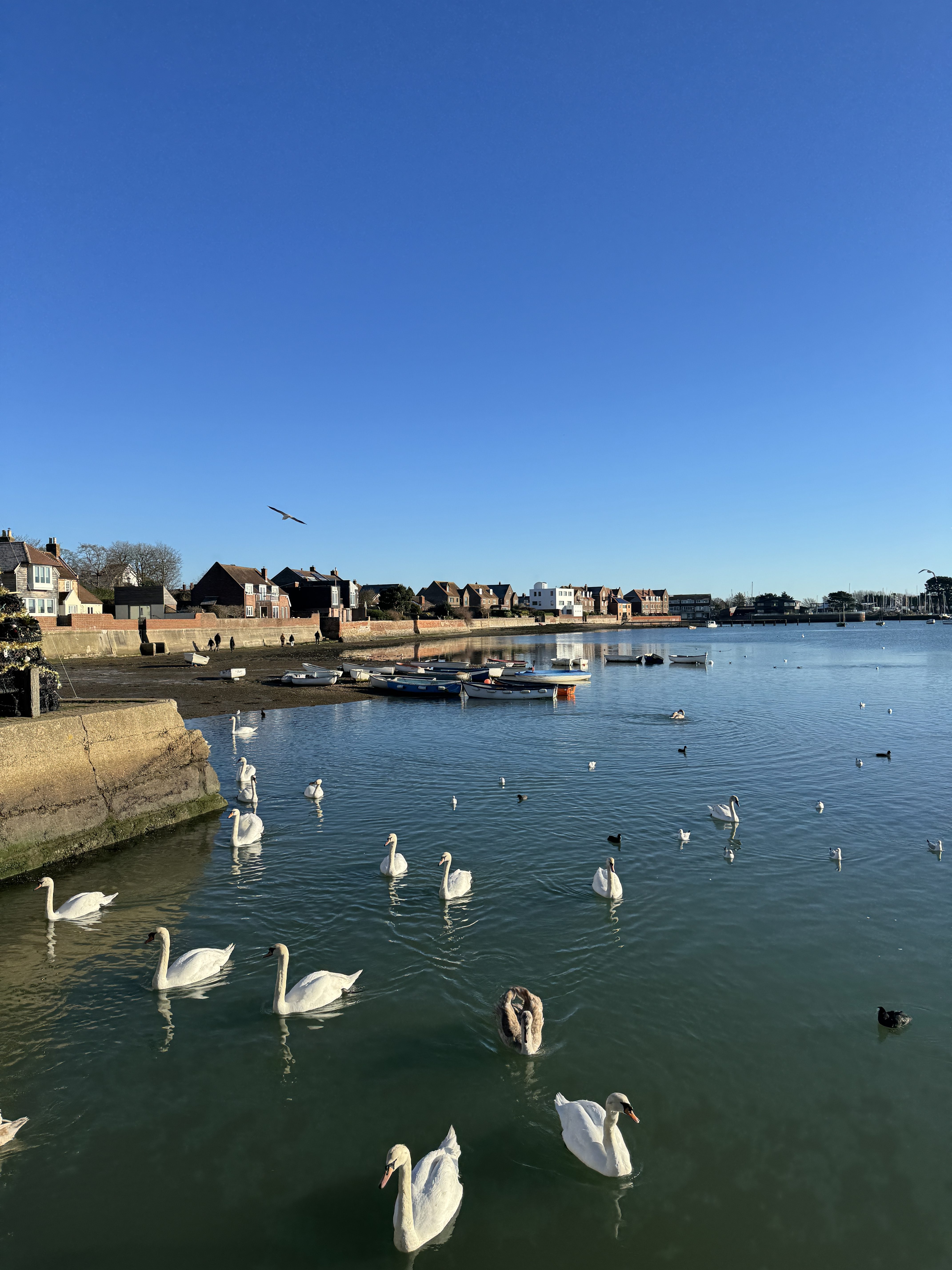 Emsworth mill pond with swans